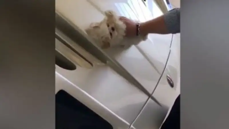 Maserati натерли щенком