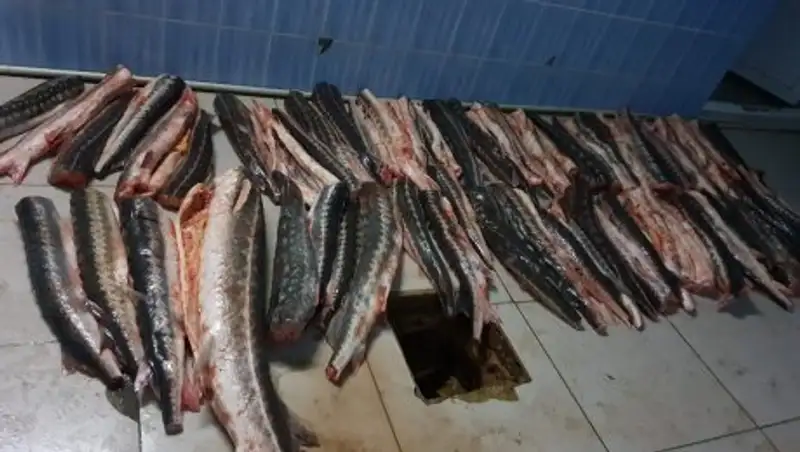 Около 300 кг осетрины изъято в Мангистауской области за 2 дня