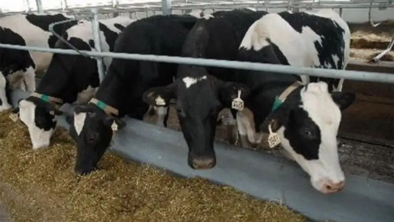 В РК поголовье племенного скота за 5 лет возросло в 10 раз