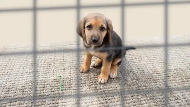 Десантники и байкеры спасают бездомных животных в Алматинской области