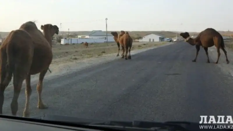 В Мангистау пьяный водитель «Тойоты» врезался в верблюда и погубил пассажира