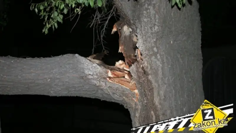 В Алматы упавшая ветка дерева перегородила дорогу 