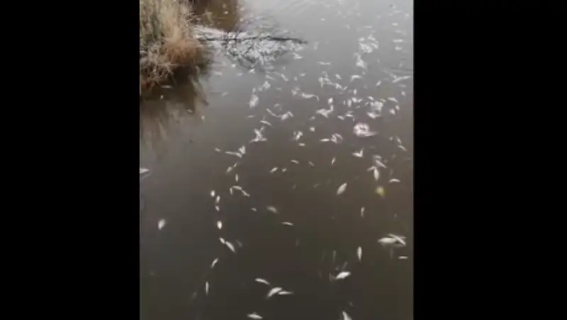 На Урале снова массово гибнет рыба?
