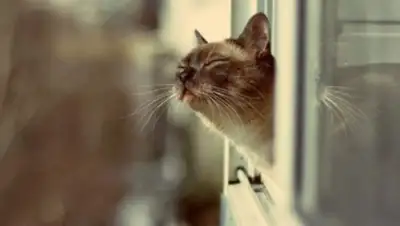 mail.ru, фото - Новости Zakon.kz от 27.03.2020 16:45