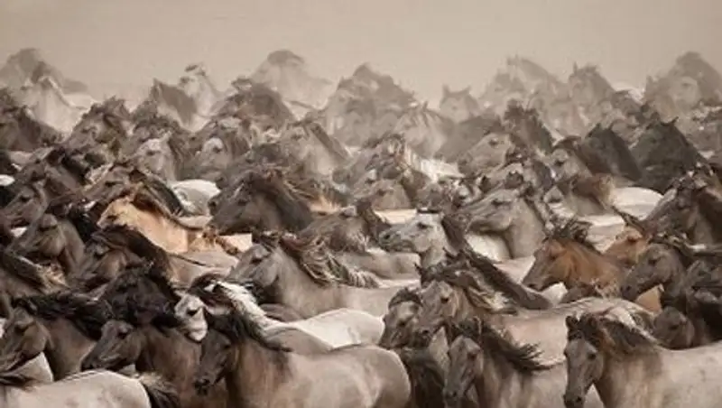 Лошадей, которых везли из Хакасии в Казахстан, не кормили и не поили двое суток