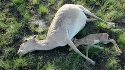 Zakon.kz, фото - Новости Zakon.kz от 27.05.2015 22:12