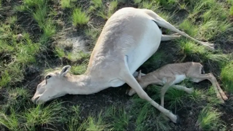 Эксперты МЭБ будут расследовать падеж сайгаков в Казахстане