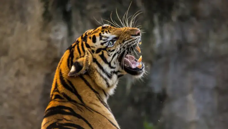 Тигр убил сотрудницу зоопарка в Цюрихе