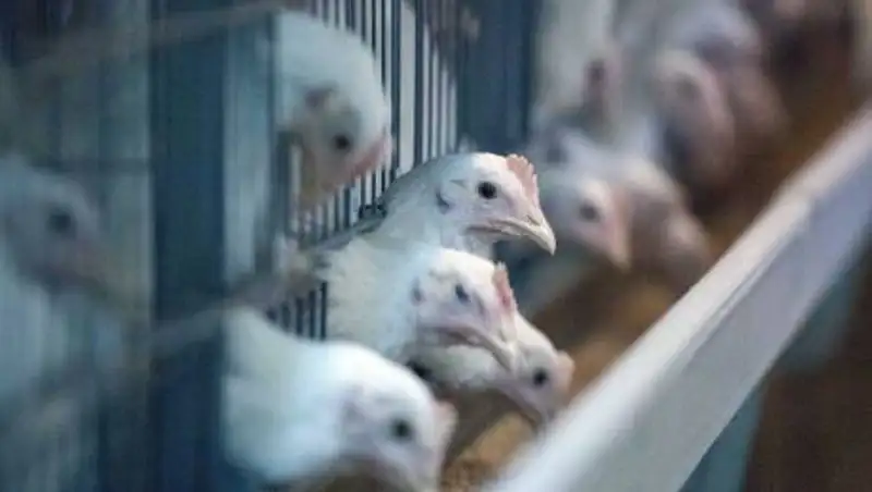 Более 100 очагов птичьего гриппа выявили в Южной Корее