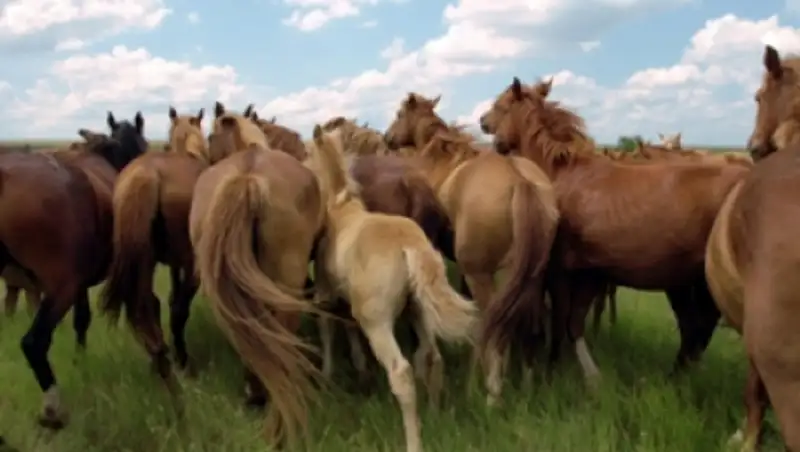 В 2015 году в ЗКО по программе «Кулан» будет закуплено 2 тыс. лошадей