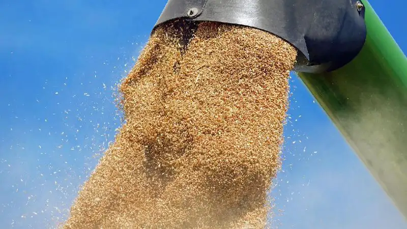 Казахстан вводит ограничение на экспорт зерна и муки