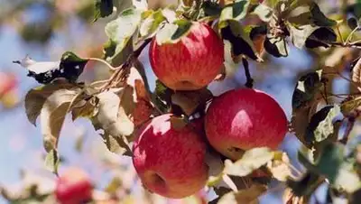 Zakon.kz, фото - Новости Zakon.kz от 05.10.2014 17:54