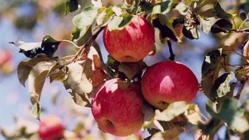 На возрождение апорта в Алматинской области выделили более 690 млн тенге