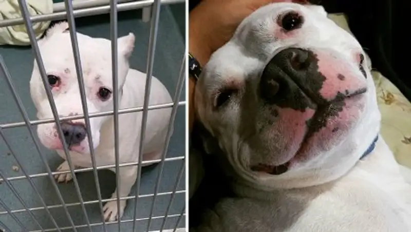 Животные до и после того, как их забрали из приюта