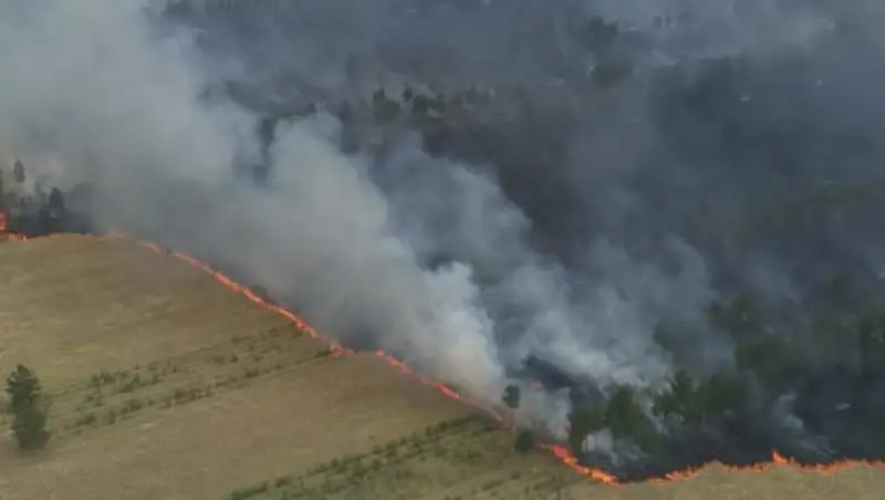 В Павлодарской области лесной пожар охватил 100 гектаров природного резервата