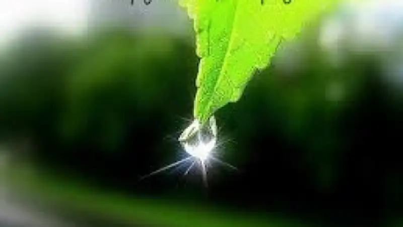 День охраны окружающей среды отметили в ЮКО