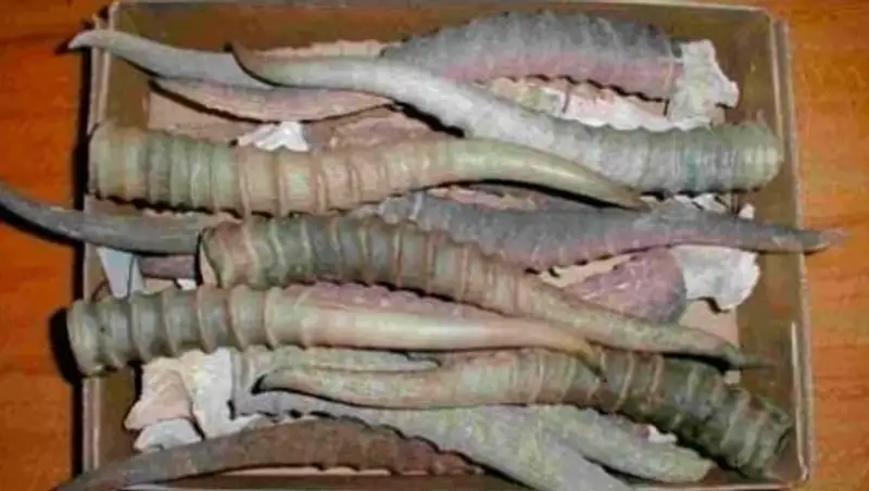 МСХ РК продолжает деятельность по охране сайгаков от браконьерства