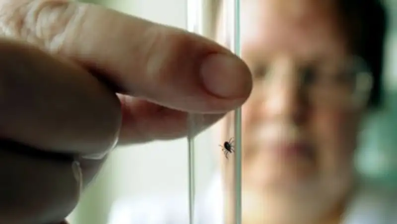 Клещ заразил опасной инфекцией жительницу Жамбылской области