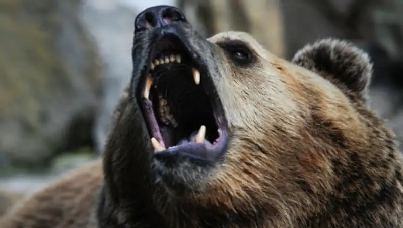 Полиция застрелила медведя, проникшего в торговый центр в Хабаровске