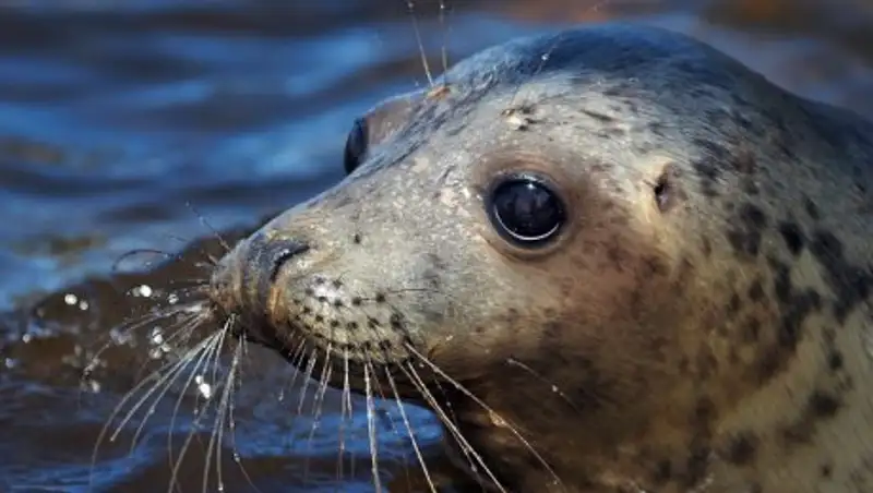 Более 300 тюленей на Каспии могли погибнуть из-за штормов