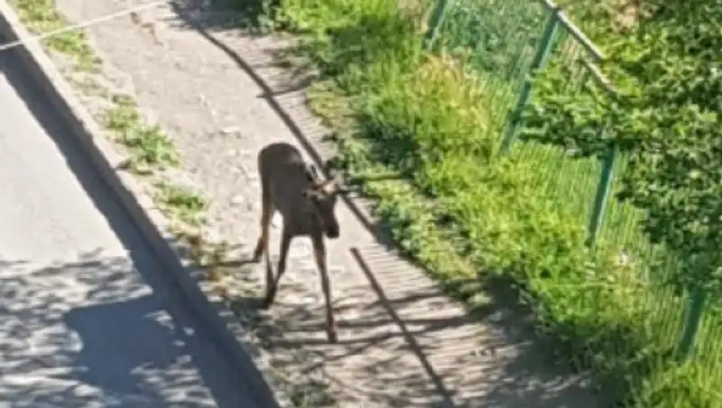 В Темиртау умер лось, которого ловили спасатели и сотрудники зоопарка