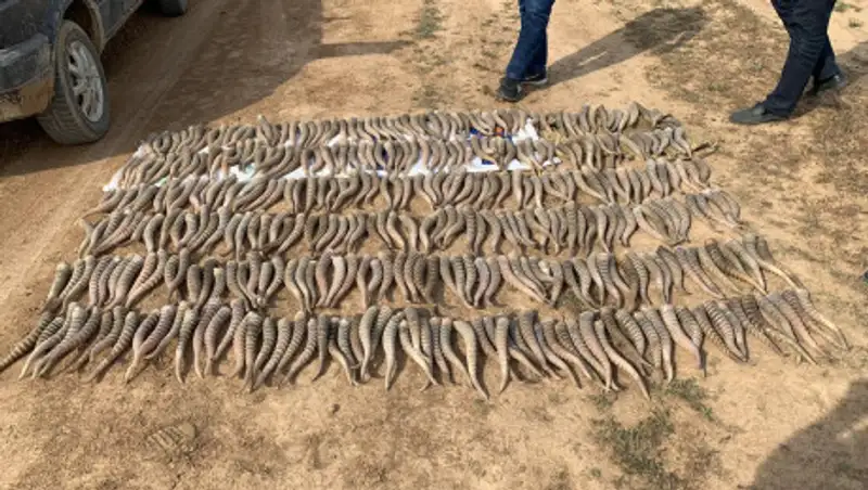 Браконьеров с рогами сайгаков задержали в Западном Казахстане