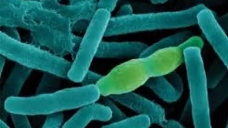 12 случаев сибирской язвы зарегистрировано в Кыргызстане с начала года