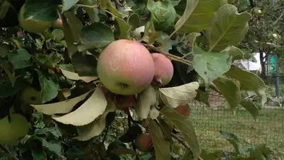 Алматинские дары природы, фото - Новости Zakon.kz от 09.08.2022 09:30