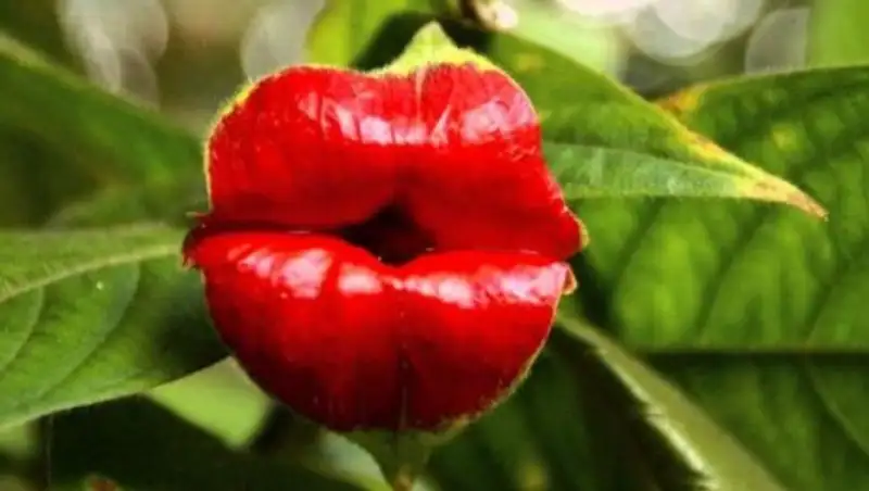 Удивительные цветы, которые выглядят как нечто другое