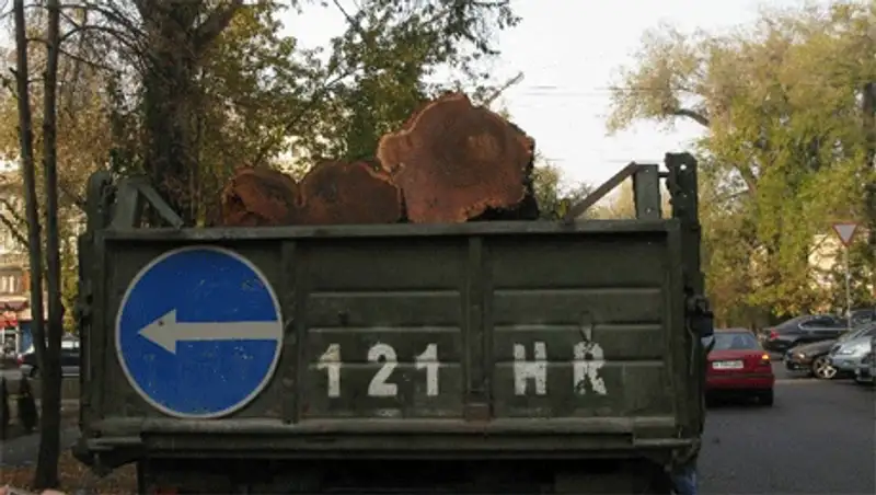 В Алматы продолжают варварски уничтожать растительный генофонд, фото - Новости Zakon.kz от 10.11.2013 17:07