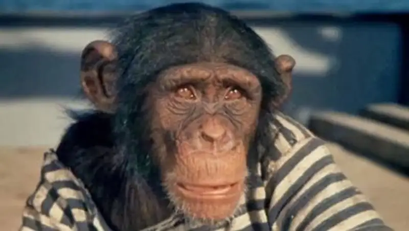 В Дагестане обезьяна "захватила" кабинет инженера