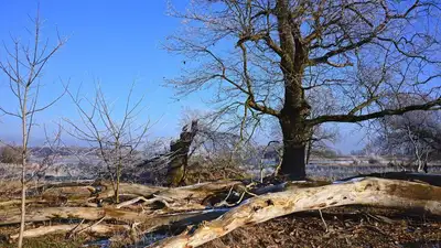 лес, фото - Новости Zakon.kz от 07.02.2023 22:31