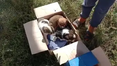 Застрявших под бетонными плитами щенят спасли в Алтае, фото - Новости Zakon.kz от 22.08.2022 16:17