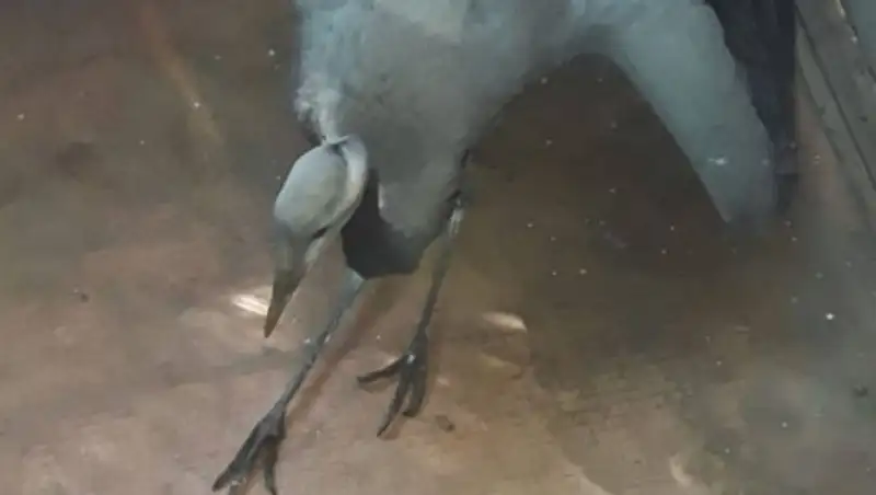 В Усть-Каменогорске спасли раненую краснокнижную птицу