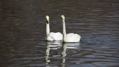 pixabay, фото - Новости Zakon.kz от 09.10.2021 06:37