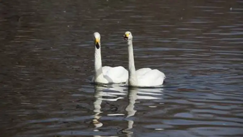 В Акмолинской области астанчане застрелили краснокнижного лебедя