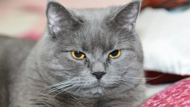 Наглый кот устроил дебош в квартире хозяйки