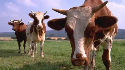 Zakon.kz, фото - Новости Zakon.kz от 08.08.2014 23:46