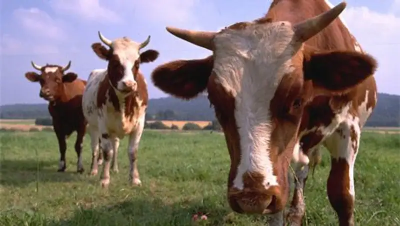 Эксперты: Казахстан может помочь России мясом и овощами