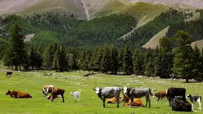 пастбище, коровы, фото - Новости Zakon.kz от 15.06.2022 09:22