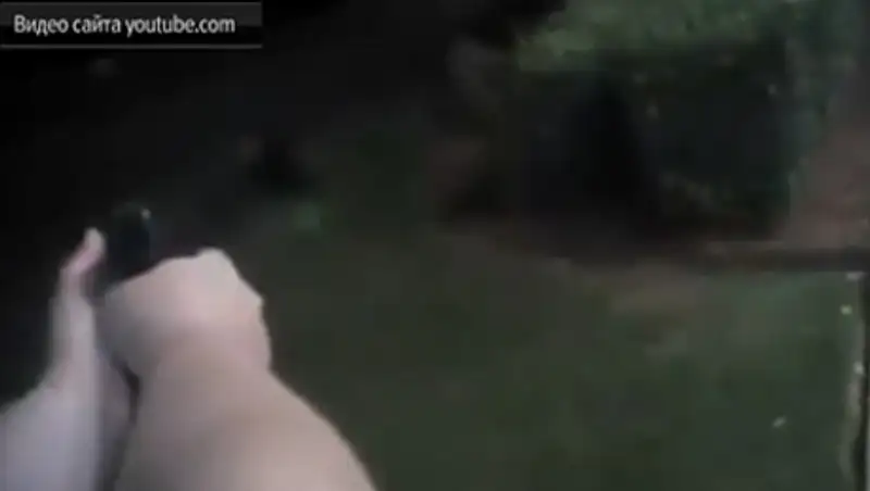 Техасские полицейские в упор расстреляли подозреваемого в краже пива