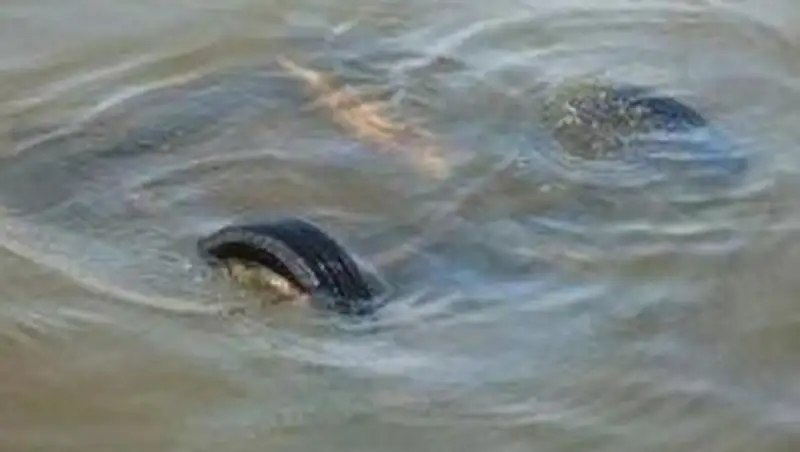 В Павлодарской области в машине, съехавшей в реку, утонул водитель