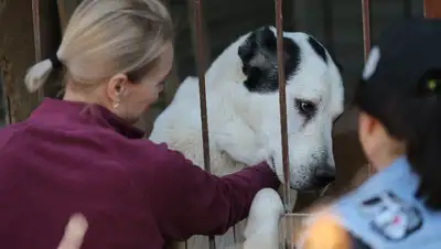 алабай, фото - Новости Zakon.kz от 17.04.2022 15:56
