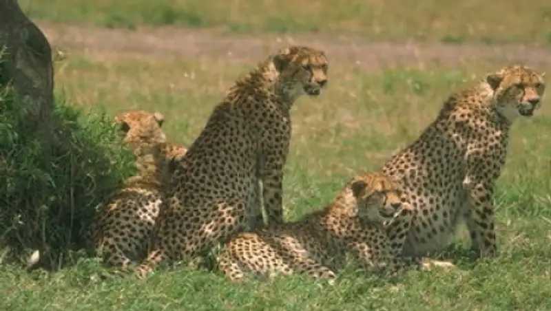 &#1198;ндістанны&#1187; о&#1187;т&#1199;стігінде &#1179;абыландарды&#1187; к&#1257;п ж&#1199;руіне байланысты 100-ден астам мектеп жабылды