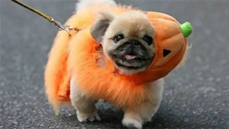 Костюмы на Хэллоуин специально для вашего домашнего любимца!