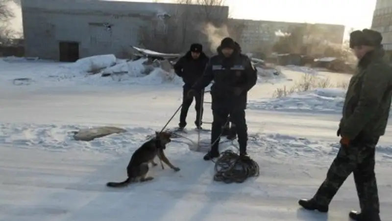 В Семее спасли собаку, провалившуюся в канализационный люк