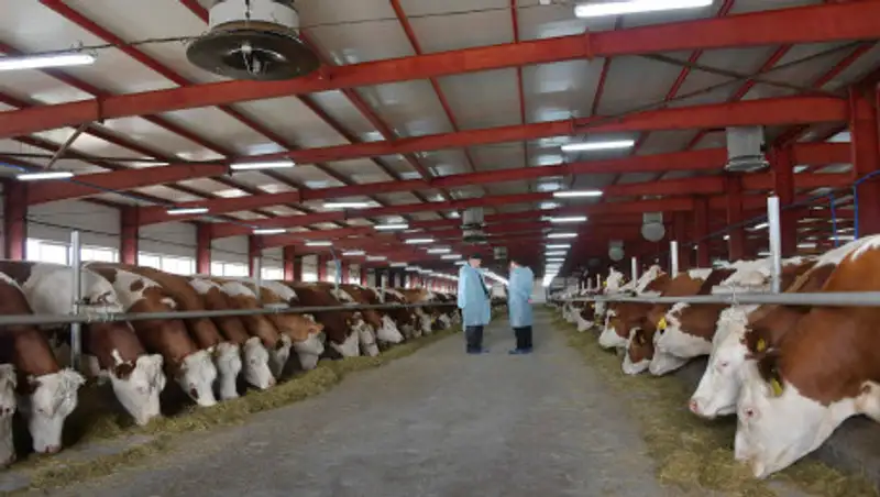 До конца года в Прииртышье построят семь молочно-товарных ферм