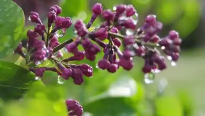 Zakon.kz, фото - Новости Zakon.kz от 01.05.2017 11:59