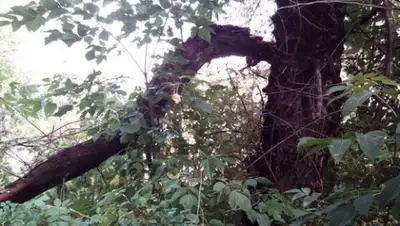 Zakon.kz, фото - Новости Zakon.kz от 25.07.2015 19:47