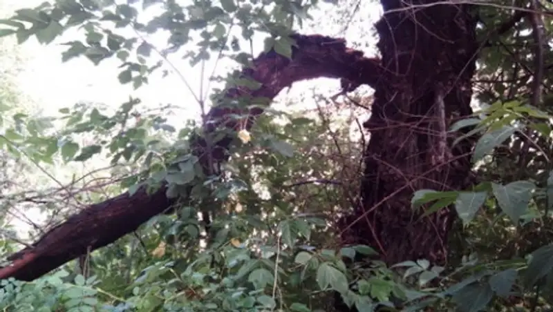 От сильного ветра в Караганде пострадали деревья и крыши зданий